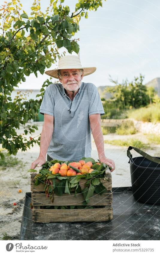 Senior-Bauer mit frischen Pfirsichen im Garten Mann Gärtner Ernte Frucht Landwirt Ackerbau reif Kasten kultivieren männlich stehen gealtert Ackerland Vitamin