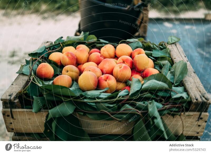 Haufen frischer Bio-Aprikosen in einer Holzkiste auf dem Boden eines Bauernhofs Frucht süß Landschaft Kiste gesunde Ernährung Ernte organisch Baum abholen reif