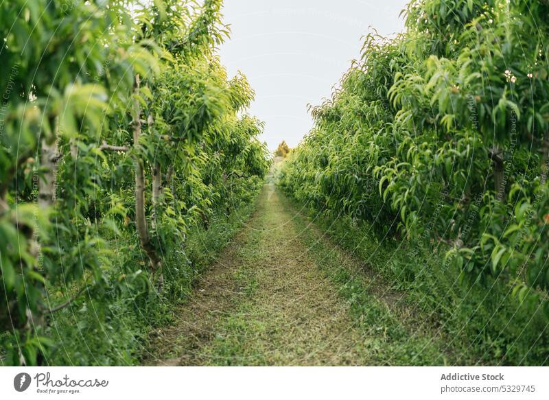 Schmaler Weg zwischen üppigen grünen Büschen auf dem Bauernhof Baum Natur Inszenierung Buchse Landschaft Ackerbau Schonung vegetieren kultivieren leer Laubwerk