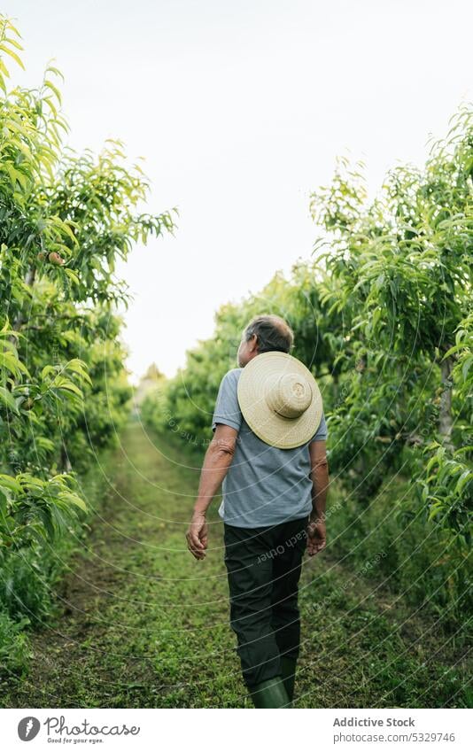 Anonymer Mann bewundert üppige grüne Bäume im Ackerland Landschaft Landwirt Baum kultivieren Schonung Weg Bauernhof Natur ländlich Kleinunternehmen bewundern