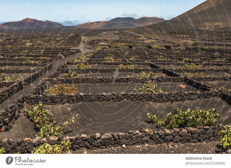 Reihen von Weintrauben im Weinberg auf einer Plantage Ackerbau Schonung Pflanze Landschaft Feld kultivieren Natur Ernte Wachstum Ackerland Bauernhof Traube