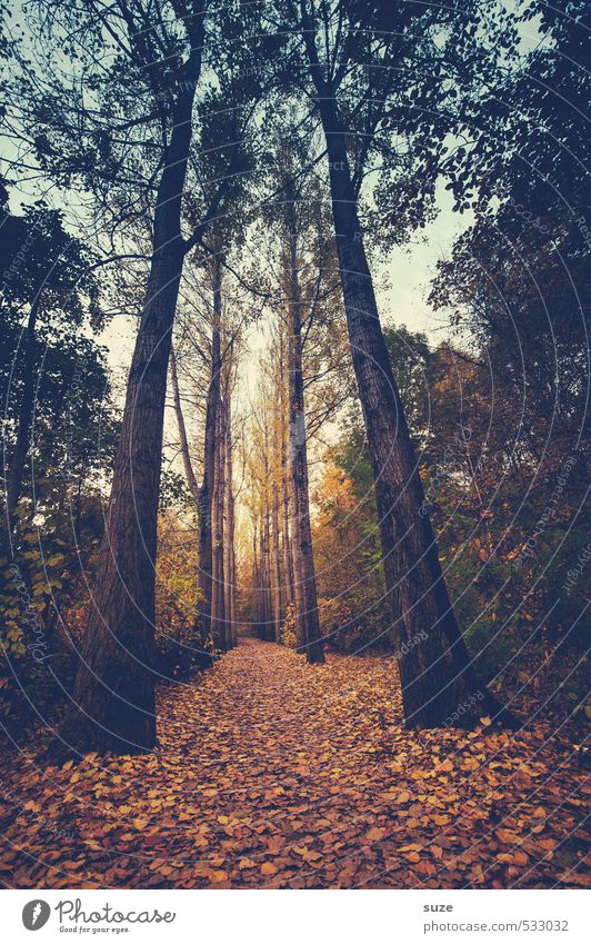 Naturbasis Umwelt Landschaft Pflanze Urelemente Erde Herbst Klima Wetter Baum Blatt Park Wald Wege & Pfade groß hoch natürlich Idylle Wachstum Ziel herbstlich