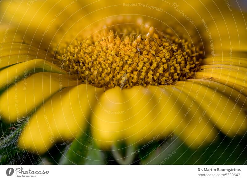 Miau, die Dukatenblume, Küstenstrandstern, Pallenis maritima (L.) Greuter, Pallenis maritima. Blütenstand blühen aus dem Mittelmeerraum Zwergstrauch