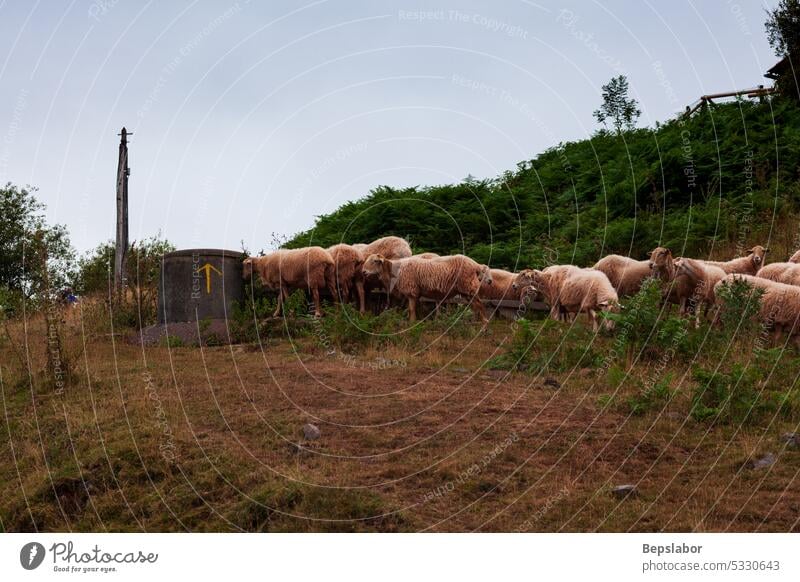 Eine Schafherde Französische Pyrenäen Landwirtschaft Menschengruppe Säugetier Wiese Wolle Schwarm französische Pyrenäen Herde Lamm Weide ländlich Tier Nutztier