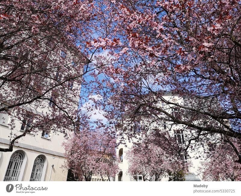 Baum mit rosa Blüten im Frühjahr bei blauem Himmel und Sonnenschein vor einem Altbau in Beige und Naturfarben im Westend von Frankfurt am Main in Hessen