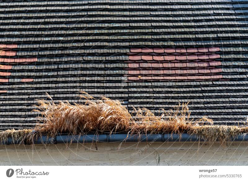 Durststrecke Trockenheit Hitze Regenmangel Wassermangel Gras trockenes Gras vertrocknet Dachrinne Ziegeldach alt Detailaufnahme Sommer Klimawandel Dürre heiß