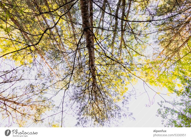 Lost Land Love II Zugewachsen Bäume Wald Baum bäume Natur wald Außenaufnahme Menschenleer grün Licht Umwelt kopfstehen falschrum Farbfoto Baumstamm Sonnenlicht