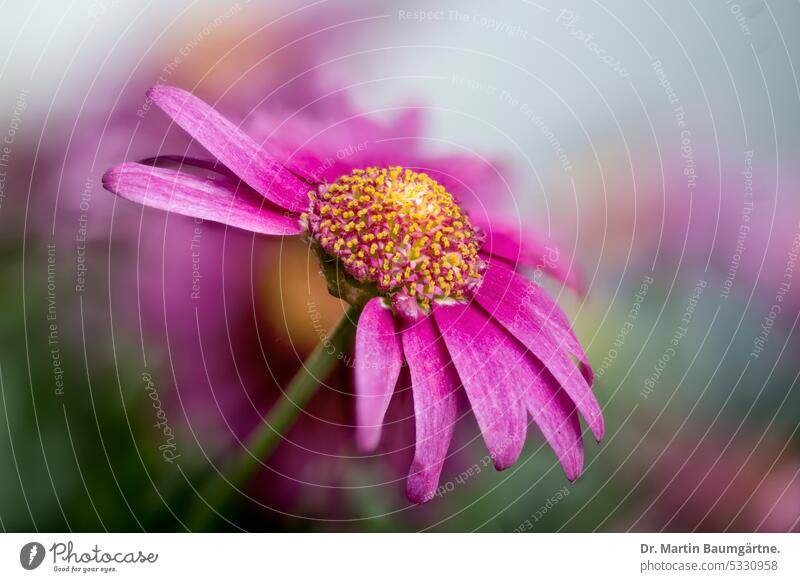 Argyranthemum frutescens, Strauchmargerite, Gartenform, ursprünglich von den Kanarishen Inseln Blütenstand blühen rosa frostempfindlich Korbblütler Asteraceae