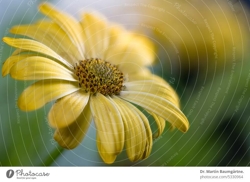 Osteospermum, Blütenstand einer Kapmargerite mit gelben Zungenblüten, Kultursorte Gartenform Dimorphotheca ecklonis blühen Röhrenblüten nicht frosthart