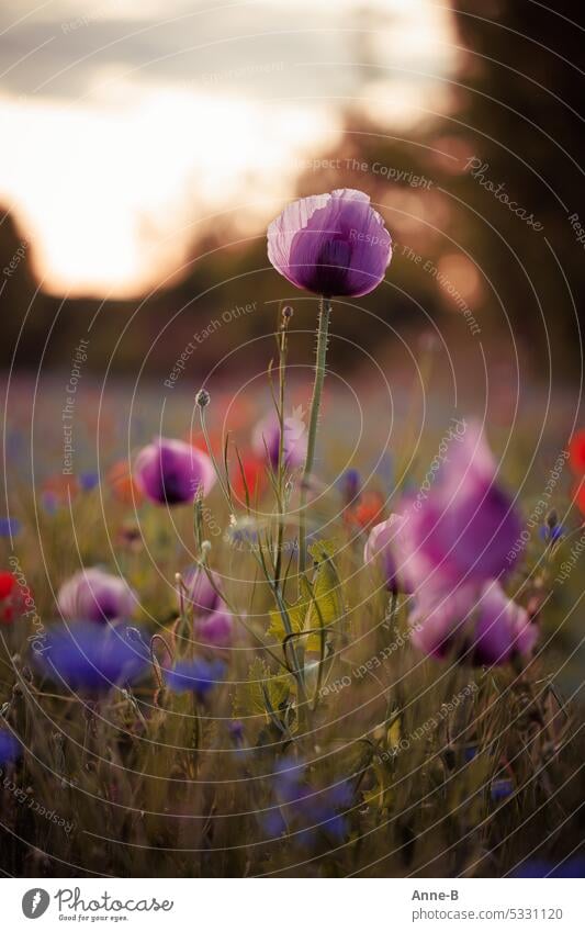 lila Mohn auf einer bunten Wiese bei Gegenlicht am Abend Blümchen farbig Gegnlicht Blumenwiese Blühwiese Insekten Umdenken Farbrausch Farbklecks Blüten