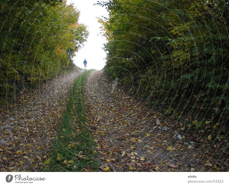 Weg ins Licht Wald Baum Blatt Herbst Gras Wiese Forstweg Fußweg Spaziergang gehen Wege & Pfade Mensch Spuren Ast oben