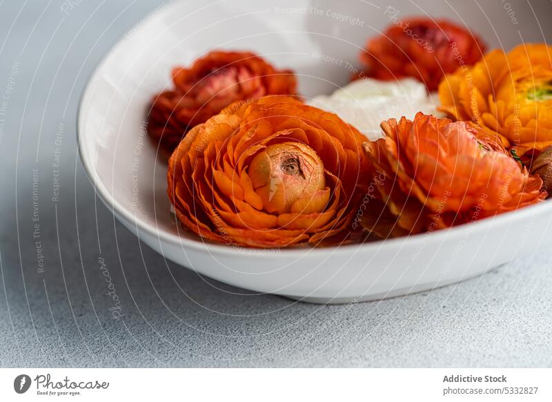 Innendekoration mit Schale voller Ranunkeln Blume Blüte Schalen & Schüsseln nach dem Regen aromatisch Hintergrund schön Blütezeit Blütenknospen Postkarte