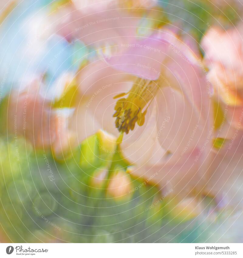 Rosafarbene Akeleienblüte mit Staubgefäßen vor unscharfem, weichgezeichnenten Hintergund Akelei-Blume Blüte Gartenblume rosa Rosablüte Pflanze Farbfoto Blühend