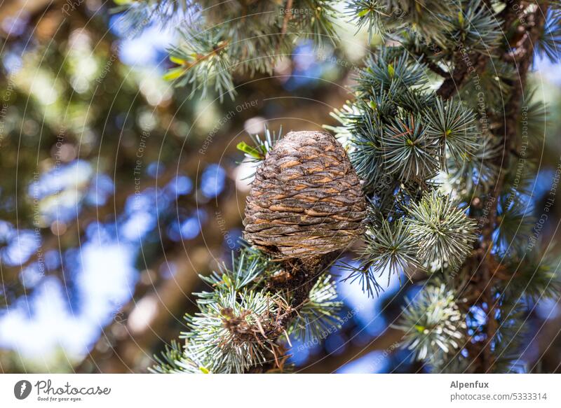 Zederzapfen Zapfen Baum Natur Holz Außenaufnahme Pflanze natürlich Farbfoto Nahaufnahme grün Umwelt Detailaufnahme Wald Schwache Tiefenschärfe Nadeln Ast Zweig