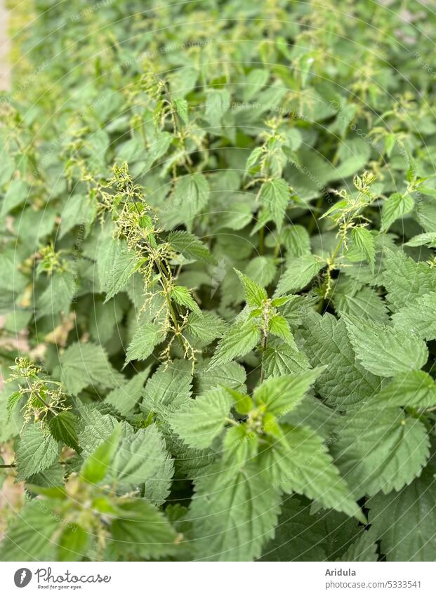 Blühende Brennesseln Gesund Gesundheit Heilpflanze Tee Garten Natur Schmetterling Naturgarten Unkraut Straßenrand Nessel Pflanze Stadtpflanzen Blüte Nahaufnahme