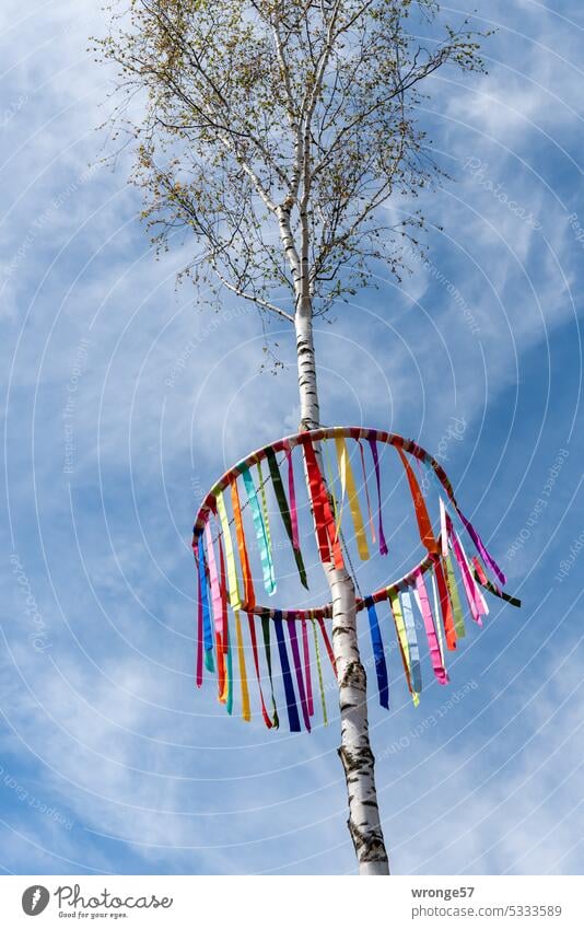 Begrüßungsrituale | eine Maibirke aufstellen Thementag Maibaum Maiele Liebesmaien Symbol Zeichen Lebenssymbol Brauchtum Liebessymbol Zeichen der Zuneigung Fest