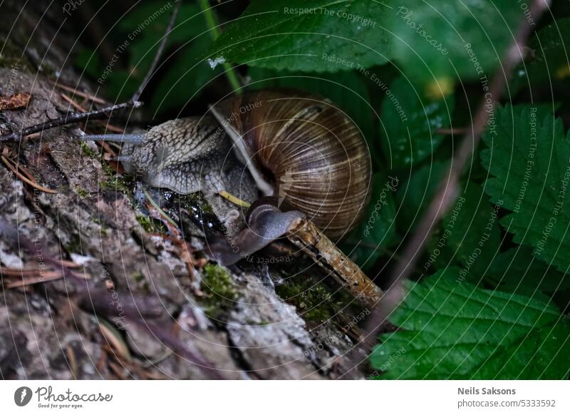 Schnecke, die auf einem Baumstamm kriecht. Schnecke im Wald. Tier Hintergrund braun Nahaufnahme Auge Lebensmittel Garten Gastropode grün Helix Licht Makro