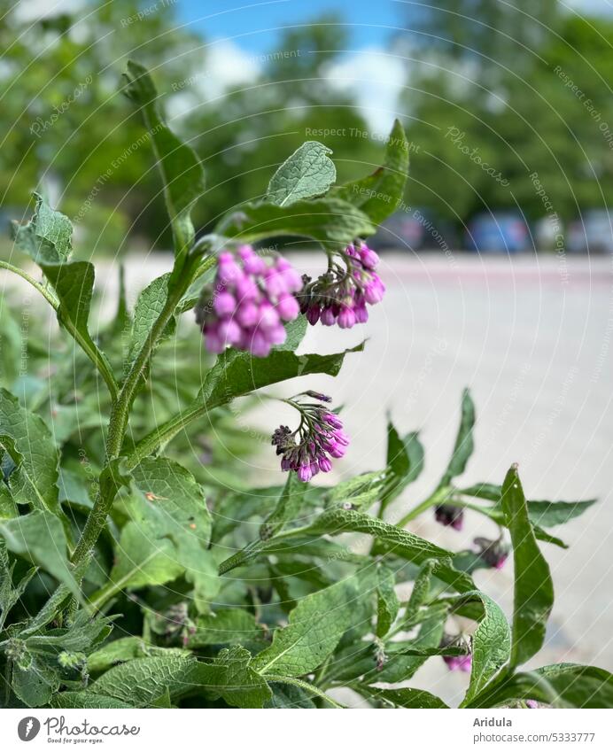 Beinwell mit Parkplatz im Hintergrund Blume Wildpflanze Pflanze Blüte Wiese Natur Schwache Tiefenschärfe violett lila Frühling Unschärfe bienenfreundlich Bienen