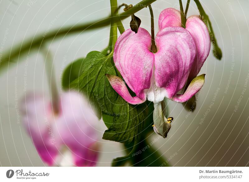 Tränendes Herz, Dicentra spectabilis, Blütenstand, Mohngewächse, Papaveraceae Lamprocapnos spectabilis blühen giftig Staude Nahaufnahme ausdauernd menschenleer