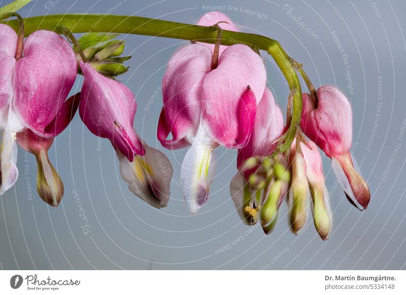 Tränendes Herz, Dicentra spectabilis, Blütenstand, Mohngewächse, Papaveraceae Lamprocapnos spectabilis blühen giftig Staude Nahaufnahme ausdauernd menschenleer