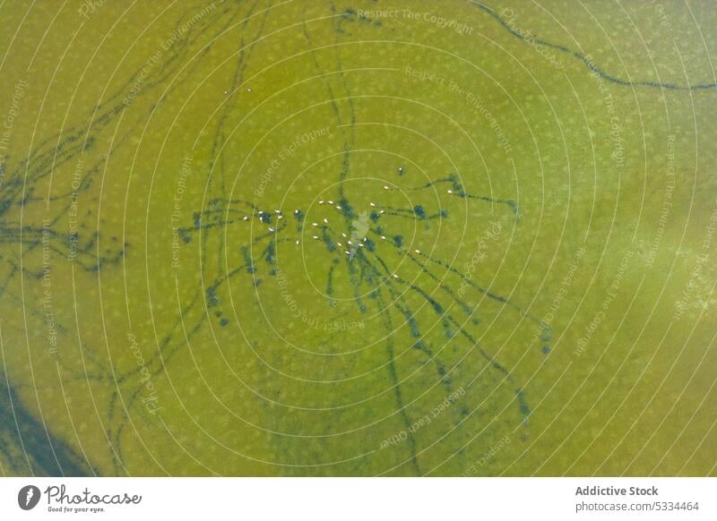Ein Vogelschwarm sitzt über einer grünen, salzigen Lagune Schwarm Salz Natur Landschaft See natürlich Formation malerisch Küste hell Linie Umwelt lebhaft