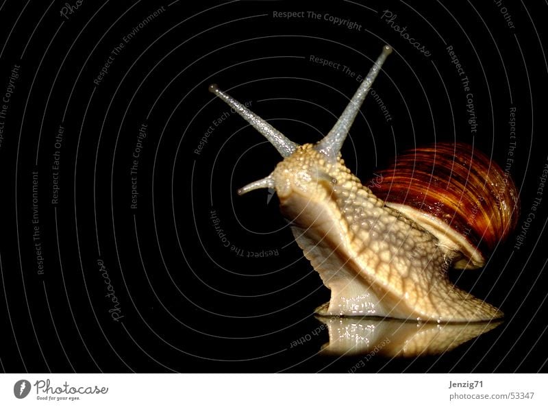 Nachtaktiv - No.1 Weinbergschnecken Weichtier Schnecke Schneckenhaus nachtschwärmer