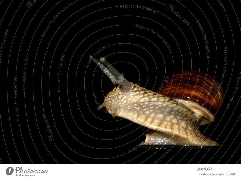 Nachtaktiv - No.2 Weinbergschnecken Weichtier Schnecke Schneckenhaus nachtschwärmer