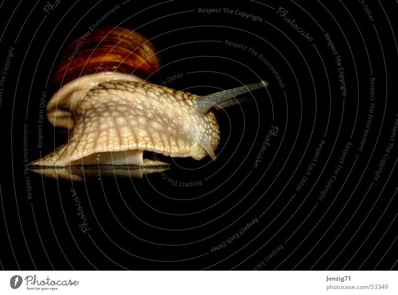 Nachtaktiv - No.3 Weinbergschnecken Weichtier Schnecke Schneckenhaus nachtschwärmer