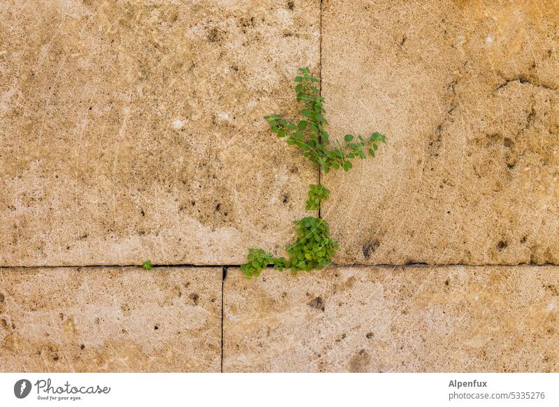 Mauerblümchen Blumen Mauerblume Außenaufnahme Pflanze Farbfoto Wand Menschenleer Fassade Frühling Wachstum Durchsetzungsvermögen Kraft Kraft der Natur Tag Stein