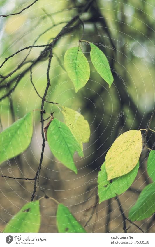 Blattwerk Pflanze Herbst Baum Grünpflanze Garten Wald natürlich grün Außenaufnahme Tag Schwache Tiefenschärfe