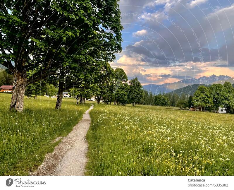 Bergahorn und Blumenweise säumen den Pfad Pflanze Flora Natur blühen Blüte Gras Wiese Tag Tageslicht verblühen Blatt Baum Sommer Himmel Wolken Berge Gebirge