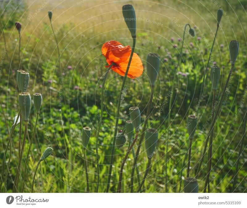 Hauptsaison Mohnkapsel Kapsel Farbtupfer Blüte Natur Mohnblüte Klatschmohn Pflanze Sommer Wiese Idylle Menschenleer Farbfoto rot Außenaufnahme Landschaft