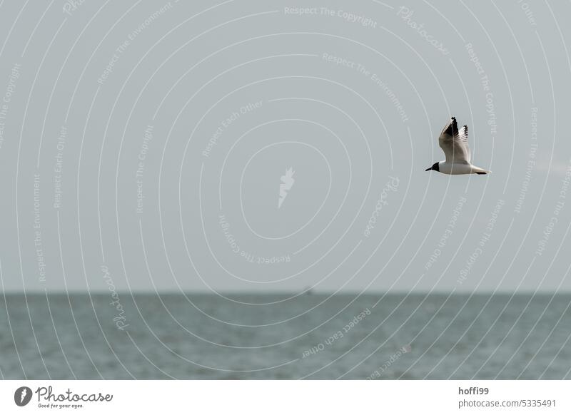 Lachmöwe im Flug über Wasser mit unscharfen Horizont Möwe Möwenvögel 1 Ganzkörperaufnahme Vogel Flügel elegant Tierporträt Wildtier Bewegungsunschärfe fliegen