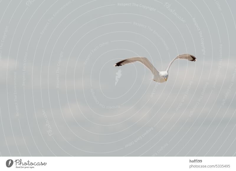 Silbermöwe im Flug Möwe Möwenvögel 1 Ganzkörperaufnahme Vogel Flügel elegant Tierporträt Wildtier Bewegungsunschärfe fliegen Seevögel frei Wasser Küste Himmel