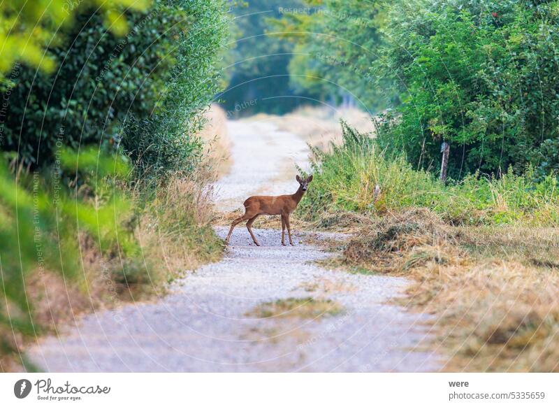 Ein junger Rehbock steht auf einem Feldweg zwischen Büschen und schaut in die Kamera capreolus capreolus capreolus Tier Sträucher Fotokamera Textfreiraum