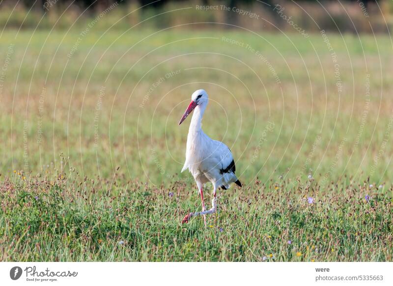 Ein Weißstorch auf Futtersuche in einer blühenden Wiese am Waldrand ciconia ciconia ciconia Mycteria leucocephala Tier Biotop Vogel Überstrahlung Textfreiraum