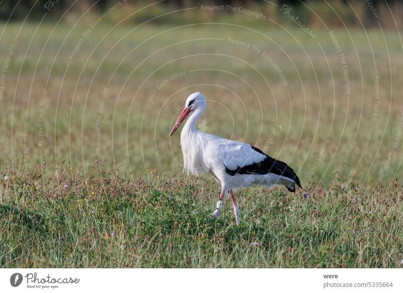 Ein Weißstorch auf Futtersuche in einer blühenden Wiese am Waldrand ciconia ciconia ciconia Mycteria leucocephala Tier Biotop Vogel Überstrahlung Textfreiraum