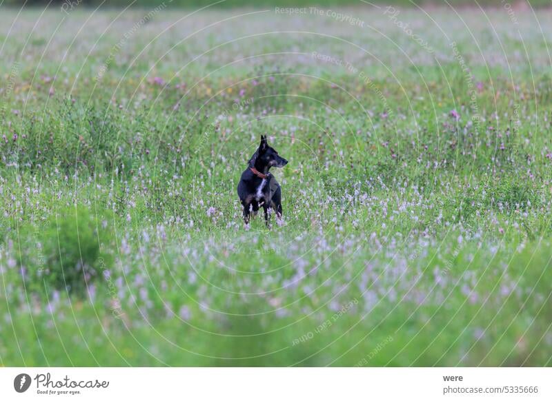 Ein schwarzer Mischlingshund mit braunem Halsband springt über eine grüne Wiese Tier Kragen Textfreiraum kuschlig kuschelig weich niedlich Hund Hundebesitzer