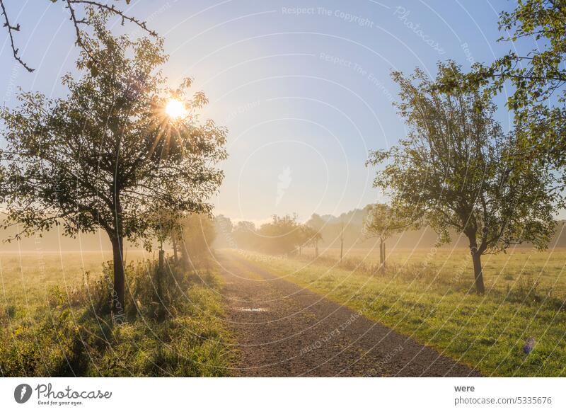 Die Sonnenstrahlen scheinen durch die Bäume auf einem Feldweg zwischen den Obstgärten in Siebenbrunn bei Augsburg. Landschaft Landschaft Schönheit in der Natur