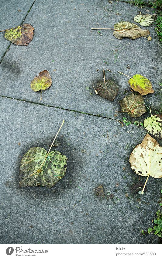 Herbtsnässe Herbst Klima schlechtes Wetter Nebel Regen liegen dehydrieren dunkel nass unten grau Herbstlaub herbstlich Blatt Herbstbeginn Herbstwetter