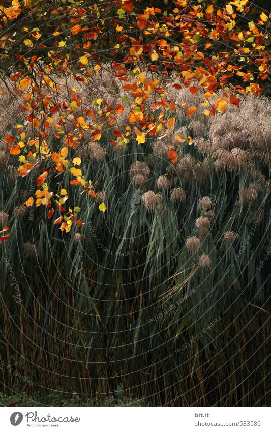 bunte Brise übers Schilf Garten Gartenarbeit Umwelt Natur Pflanze Herbst Klima Schönes Wetter Wind Gras Sträucher Grünpflanze Park Teich See Gefühle Stimmung