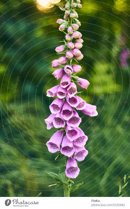 roter Fingerhut im Garten Pflanze Blume Blüte Natur grün Nahaufnahme Sommer Farbfoto Außenaufnahme Frühling Blühend rosa Umwelt Detailaufnahme Makroaufnahme