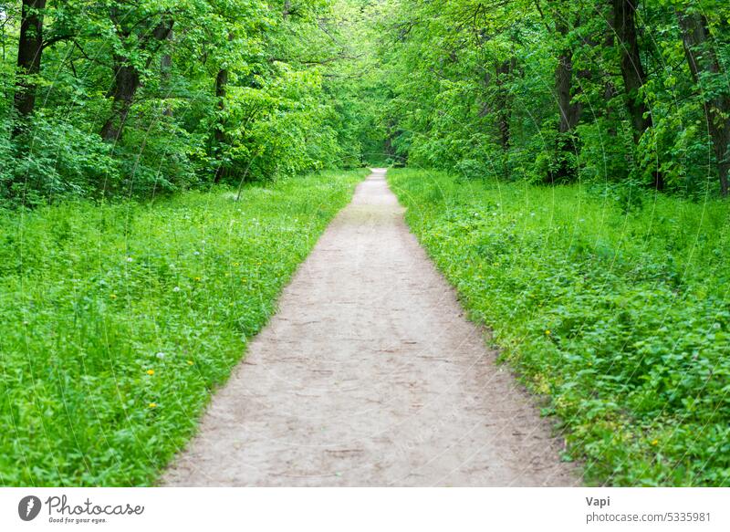 Waldparkweg mit grünen Bäumen Baum Park Natur Fahrspur Gras Straße Landschaft Weg Stollen grüner Tunnel Sonnenlicht Wiese Sommer Rasen Pflanze Licht Feld Saison