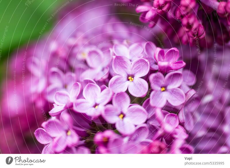 Lila Flieder Blumen Makro Hintergrund Fliederbusch purpur Nahaufnahme Natur rosa violetter Hintergrund Blumenhintergrund Pflanze geblümt Blütezeit Pastell schön