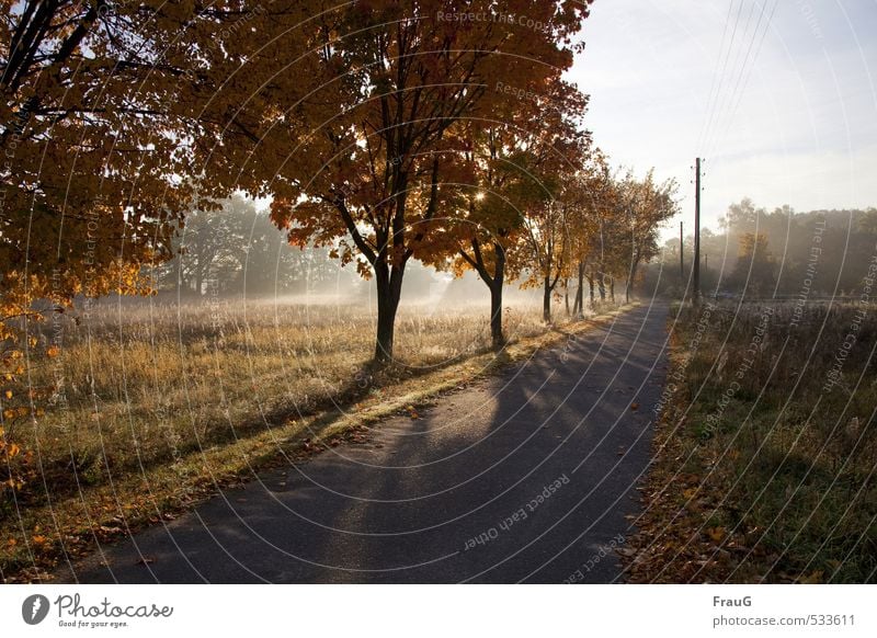 Lichtstrahlen Landschaft Himmel Sonne Sonnenlicht Herbst Schönes Wetter Baum Straße Natur Stimmung Lichterscheinung Schatten Nebel Herbstfärbung Farbfoto