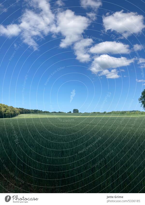 Licht & Schatten Sommer Natur Himmel blau grün Feld Wolken Wiese Außenaufnahme Farbfoto Baum Landschaft Pflanze Sonnenlicht Hügel Wald Kontrast weite Ferne Tag