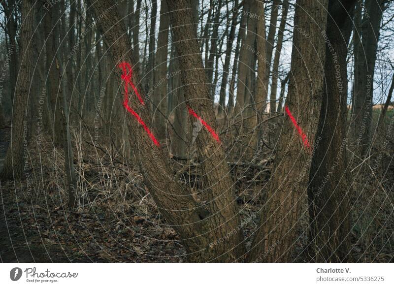 Geheimnisvolle Zeichen an Bäumen Wald Kennzeichnung Baum Natur Baumstamm Außenaufnahme Forstwirtschaft Umwelt Holz Farbfoto Landschaft Abendstimmung markiert