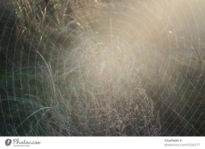 Gras im Gegenlicht Wiese Natur Außenaufnahme Pflanze Farbfoto natürlich Umwelt Abendstimmung Lichterscheinung Wildpflanze Sonnenlicht Lichteinfall