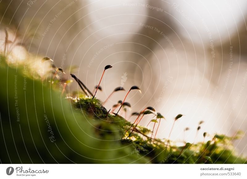 Im Abendlicht Umwelt Pflanze Herbst Schönes Wetter Moos Blüte ästhetisch exotisch klein braun grün Lebensfreude Optimismus Geborgenheit Gelassenheit ruhig