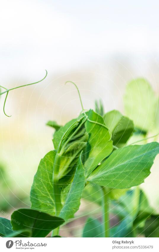 Junge Erbsenblätter auf einem Feld, Nahaufnahme jung grün Blatt Lebensmittel Pflanze Gemüse Bohne Ernte Natur Ackerbau organisch wachsend Wachstum Gartenarbeit